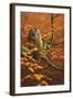 Autumn Tawny Owl-Jeremy Paul-Framed Giclee Print