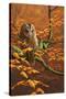 Autumn Tawny Owl-Jeremy Paul-Stretched Canvas