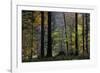 Autumn Thicket-Wild Wonders of Europe-Framed Giclee Print