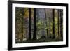 Autumn Thicket-Wild Wonders of Europe-Framed Giclee Print