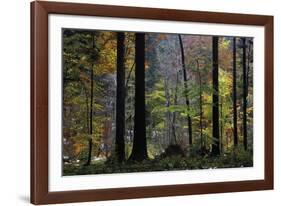 Autumn Thicket-Wild Wonders of Europe-Framed Giclee Print