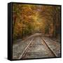 Autumn Tracks (Square), New Hampshire-Vincent James-Framed Stretched Canvas
