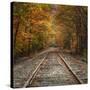 Autumn Tracks (Square), New Hampshire-Vincent James-Stretched Canvas