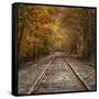 Autumn Tracks (Square), New Hampshire-Vincent James-Framed Stretched Canvas