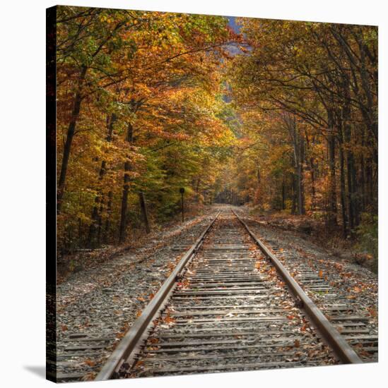 Autumn Tracks (Square), New Hampshire-Vincent James-Stretched Canvas