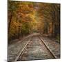 Autumn Tracks (Square), New Hampshire-Vincent James-Mounted Premium Photographic Print