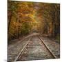 Autumn Tracks (Square), New Hampshire-Vincent James-Mounted Photographic Print