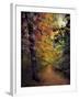 Autumn Trail-Jessica Jenney-Framed Photographic Print