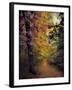 Autumn Trail-Jessica Jenney-Framed Photographic Print