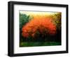 Autumn Tree at Laren (2013)-Corné Akkers-Framed Giclee Print