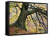 Autumn Tree, Bolton Abbey, Yorkshire, England, United Kingdom, Europe-Mark Sunderland-Framed Stretched Canvas