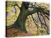 Autumn Tree, Bolton Abbey, Yorkshire, England, United Kingdom, Europe-Mark Sunderland-Stretched Canvas