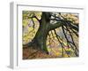 Autumn Tree, Bolton Abbey, Yorkshire, England, United Kingdom, Europe-Mark Sunderland-Framed Photographic Print