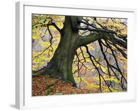 Autumn Tree, Bolton Abbey, Yorkshire, England, United Kingdom, Europe-Mark Sunderland-Framed Photographic Print