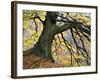 Autumn Tree, Bolton Abbey, Yorkshire, England, United Kingdom, Europe-Mark Sunderland-Framed Photographic Print