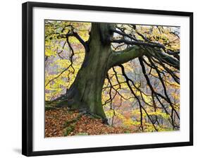 Autumn Tree, Bolton Abbey, Yorkshire, England, United Kingdom, Europe-Mark Sunderland-Framed Photographic Print