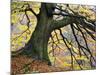 Autumn Tree, Bolton Abbey, Yorkshire, England, United Kingdom, Europe-Mark Sunderland-Mounted Photographic Print