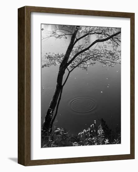 Autumn Tree by Bank of Pond Concentric Circles in the Water Ripple Effect Nature Leaves-null-Framed Photographic Print