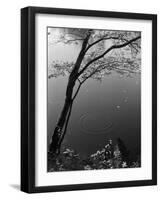 Autumn Tree by Bank of Pond Concentric Circles in the Water Ripple Effect Nature Leaves-null-Framed Photographic Print