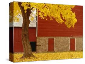 Autumn Tree by Red Barn-Bob Krist-Stretched Canvas