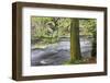 Autumn Tree by the River Nidd in Autumn-Mark Sunderland-Framed Photographic Print