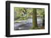 Autumn Tree by the River Nidd in Autumn-Mark Sunderland-Framed Photographic Print