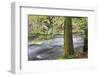 Autumn Tree by the River Nidd in Autumn-Mark Sunderland-Framed Photographic Print