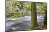 Autumn Tree by the River Nidd in Autumn-Mark Sunderland-Mounted Photographic Print