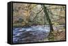 Autumn Tree by the River Nidd in Nidd Gorge Woods-Mark Sunderland-Framed Stretched Canvas