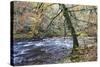 Autumn Tree by the River Nidd in Nidd Gorge Woods-Mark Sunderland-Stretched Canvas