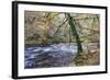 Autumn Tree by the River Nidd in Nidd Gorge Woods-Mark Sunderland-Framed Photographic Print