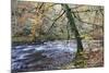 Autumn Tree by the River Nidd in Nidd Gorge Woods-Mark Sunderland-Mounted Photographic Print