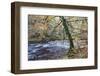 Autumn Tree by the River Nidd in Nidd Gorge Woods-Mark Sunderland-Framed Photographic Print