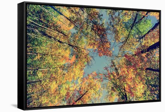 Autumn Tree Leaves - Instagram-SHS Photography-Framed Stretched Canvas