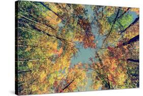 Autumn Tree Leaves - Instagram-SHS Photography-Stretched Canvas