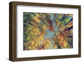 Autumn Tree Leaves - Instagram-SHS Photography-Framed Photographic Print