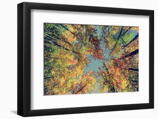 Autumn Tree Leaves - Instagram-SHS Photography-Framed Photographic Print