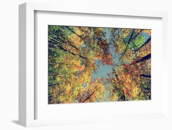 Autumn Tree Leaves - Instagram-SHS Photography-Framed Photographic Print