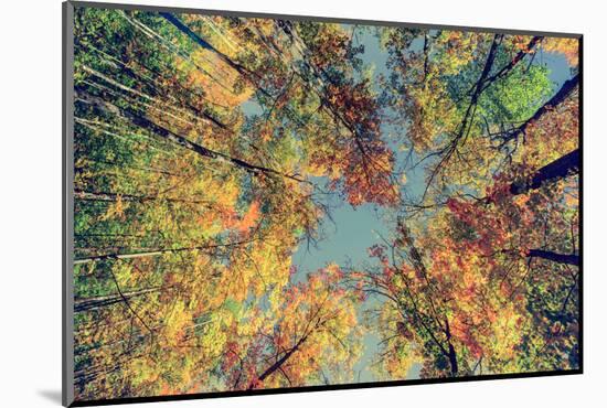 Autumn Tree Leaves - Instagram-SHS Photography-Mounted Photographic Print