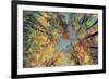 Autumn Tree Leaves - Instagram-SHS Photography-Framed Photographic Print