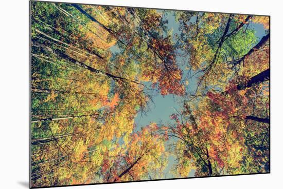 Autumn Tree Leaves - Instagram-SHS Photography-Mounted Photographic Print