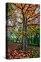 Autumn Tree Splendor, Hoyt Aboretum Portland Oregon-Vincent James-Stretched Canvas