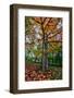 Autumn Tree Splendor, Hoyt Aboretum Portland Oregon-Vincent James-Framed Photographic Print