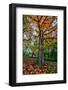 Autumn Tree Splendor, Hoyt Aboretum Portland Oregon-Vincent James-Framed Photographic Print