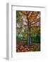 Autumn Tree Splendor, Hoyt Aboretum Portland Oregon-Vincent James-Framed Photographic Print