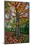 Autumn Tree Splendor, Hoyt Aboretum Portland Oregon-Vincent James-Mounted Photographic Print