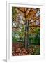 Autumn Tree Splendor, Hoyt Aboretum Portland Oregon-Vincent James-Framed Premium Photographic Print