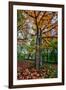 Autumn Tree Splendor, Hoyt Aboretum Portland Oregon-Vincent James-Framed Premium Photographic Print