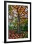 Autumn Tree Splendor, Hoyt Aboretum Portland Oregon-Vincent James-Framed Premium Photographic Print