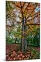 Autumn Tree Splendor, Hoyt Aboretum Portland Oregon-Vincent James-Mounted Premium Photographic Print